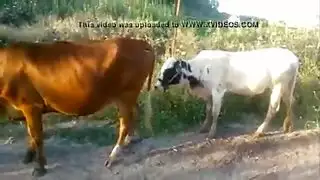 فيلم المخلوقات: إباحية حيوانية صريحة